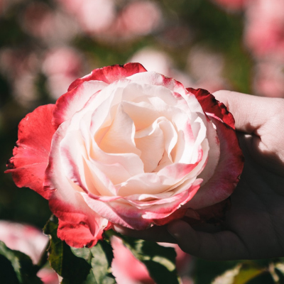 Vojna ruží: Ako sa ruža stala národným kvetom Anglicka